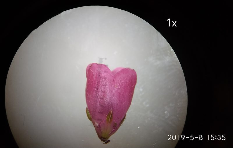 Erica axilliflora, photographed by Seth Musker