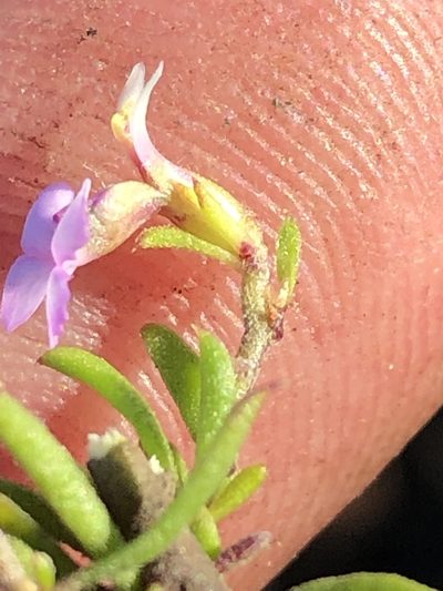 Muraltia ericoides, photographed by Dave U