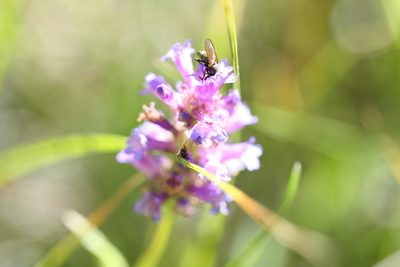 Penstemon rydbergii, photographed by Scott Loarie