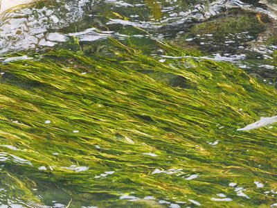 Potamogeton wrightii, photographed by 葉子