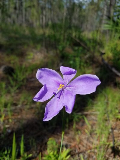Salpingostylis caelestina, photographed by Scott Ward
