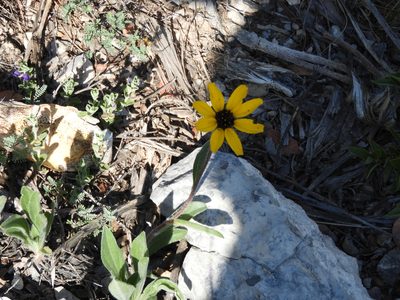 Helianthella gypsophila, photographed by Leticia Jiménez Hernández