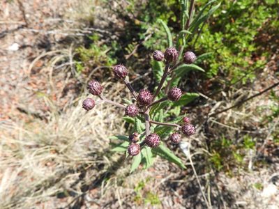 Vernonia greggii, photographed by Leticia Jiménez Hernández