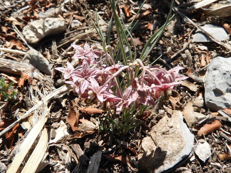 Asclepias zanthodacryon, photographed by Leticia Jiménez Hernández