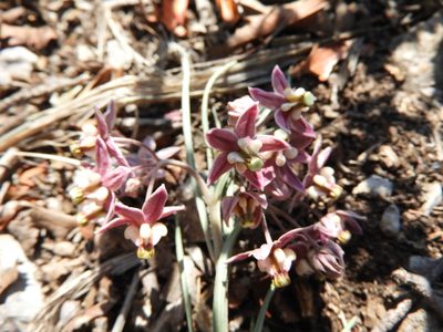 Asclepias zanthodacryon, photographed by Leticia Jiménez Hernández
