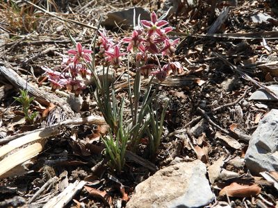 Asclepias zanthodacryon, photographed by Leticia Jiménez Hernández