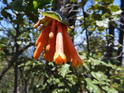 Lonicera pilosa, photographed by Leticia Jiménez Hernández