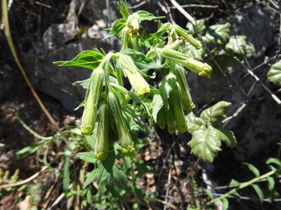 Lithospermum viride, photographed by Leticia Jiménez Hernández
