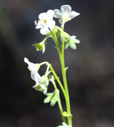 Hackelia californica, photographed by Scott Loarie