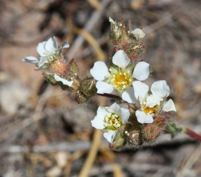Potentilla sericoleuca, photographed by Scott Loarie