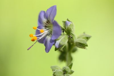 Polemonium occidentale, photographed by Scott Loarie