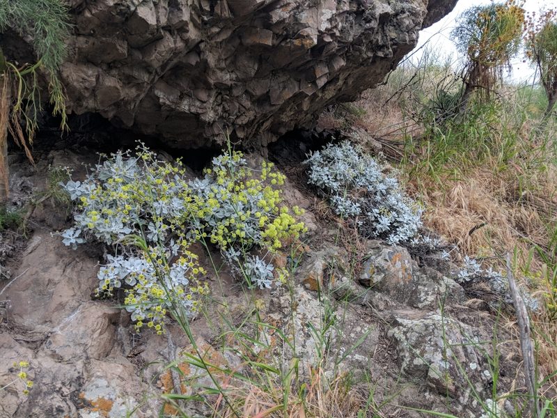 Eriogonum crocatum, photographed by Zack Abbey