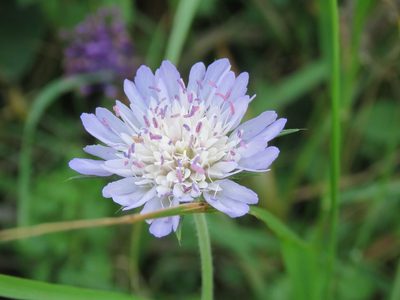 Knautia integrifolia, photographed by Ronald Flipphi