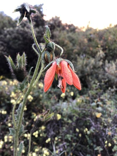 Nasa ranunculifolia, photographed by capacoscar