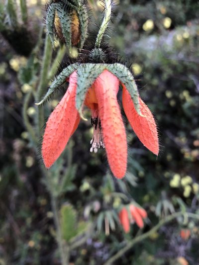 Nasa ranunculifolia, photographed by capacoscar