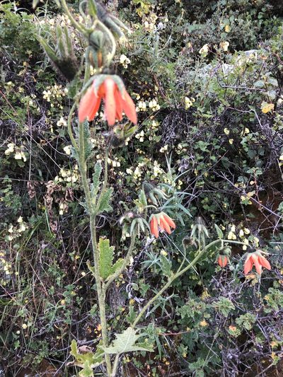 Nasa ranunculifolia, photographed by capacoscar