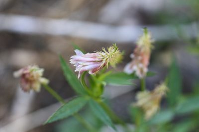 Trifolium productum, photographed by Scott Loarie
