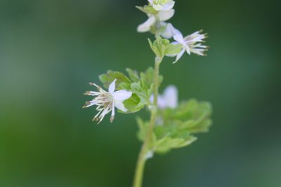 Thalictrum sparsiflorum, photographed by Scott Loarie