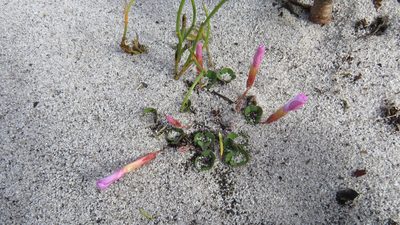 Oxalis eckloniana, photographed by Jeremy Gilmore