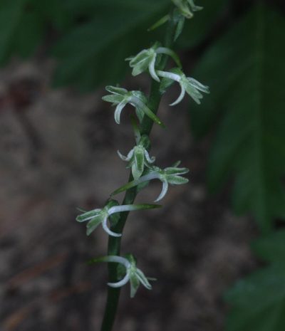 Platanthera transversa, photographed by Scott Loarie