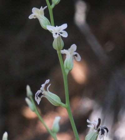 Streptanthus barbiger, photographed by Scott Loarie