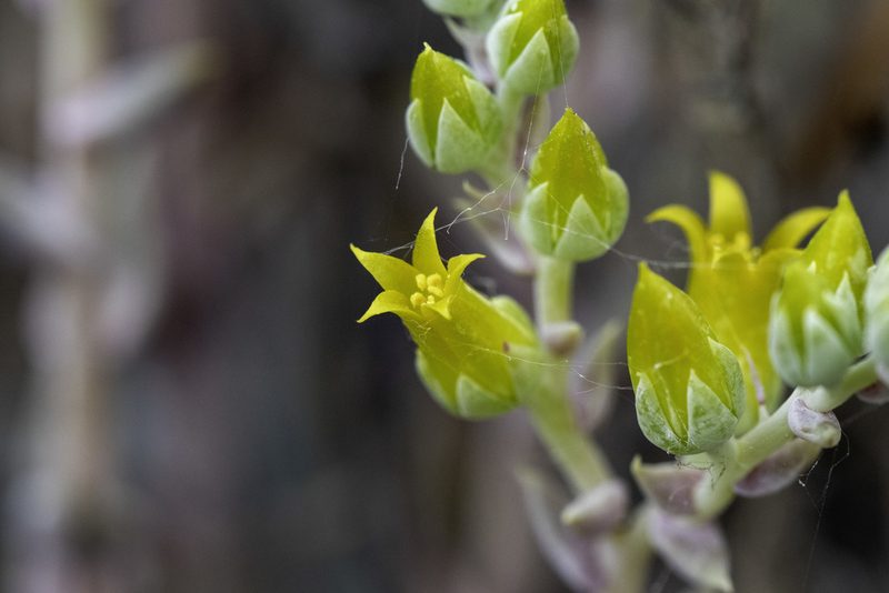 Dudleya verityi, photographed by Zack Abbey