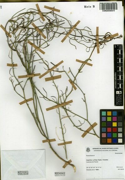 Mostacillastrum orbignyanum, photographed by aacocucci