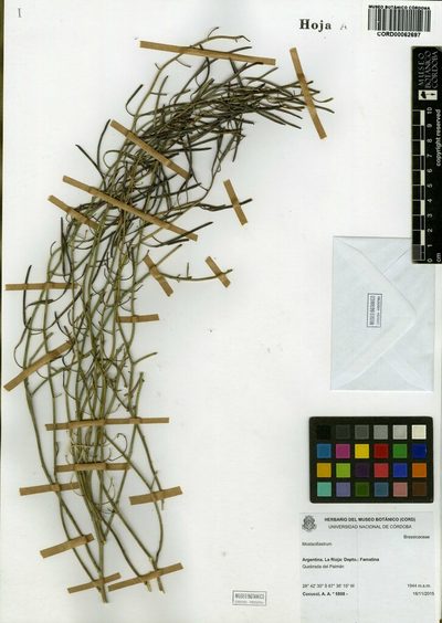 Mostacillastrum orbignyanum, photographed by aacocucci