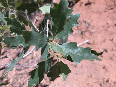 Quercus welshii, photographed by Robbie Hannawacker