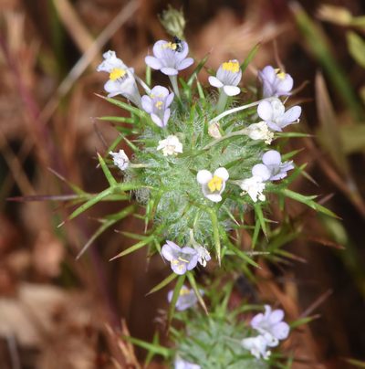 Navarretia intertexta, photographed by Don Loarie