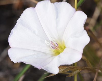Calystegia occidentalis, photographed by Don Loarie