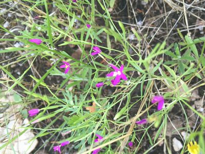 Zeltnera texensis, photographed by Blake Bringhurst