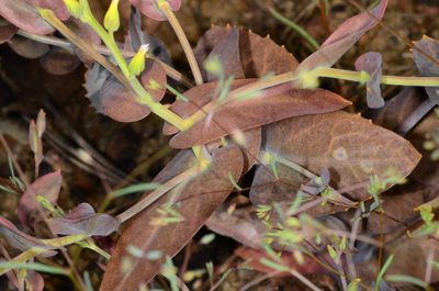 Streptanthus hesperidis, photographed by Don Loarie