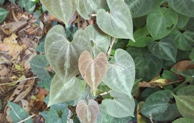 Dioscorea dodecaneura, photographed by alessandradalia