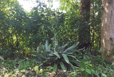 Vriesea gigantea, photographed by alessandradalia