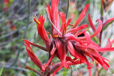 Castilleja subinclusa, photographed by Zack Abbey