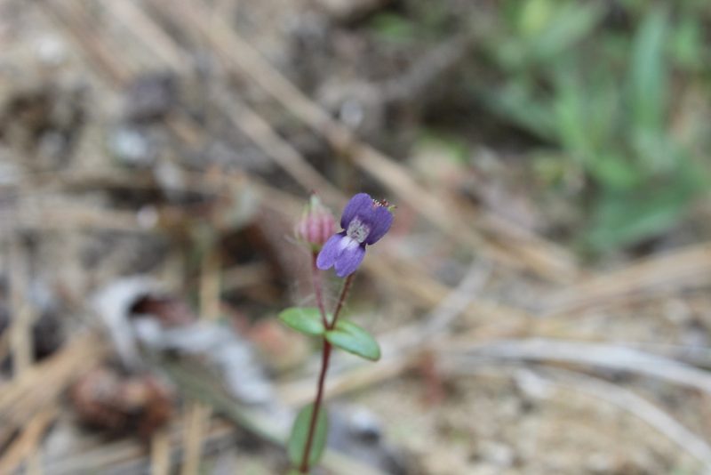 Collinsia callosa, photographed by Zack Abbey