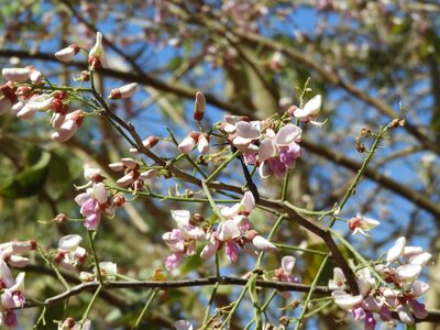 Lonchocarpus guatemalensis, photographed by Francisco Farriols Sarabia