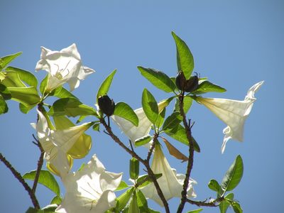 Hintonia latiflora, photographed by M. Socorro González Elizondo