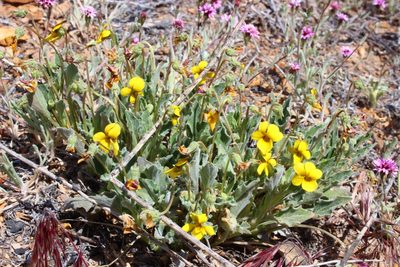 Viola pinetorum, photographed by Zack Abbey