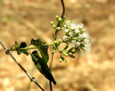 Koanophyllon albicaule, photographed by Francisco Farriols Sarabia