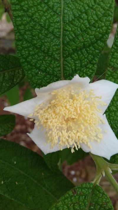 Campomanesia guazumifolia, photographed by Edson Luis Fabro Gasperin