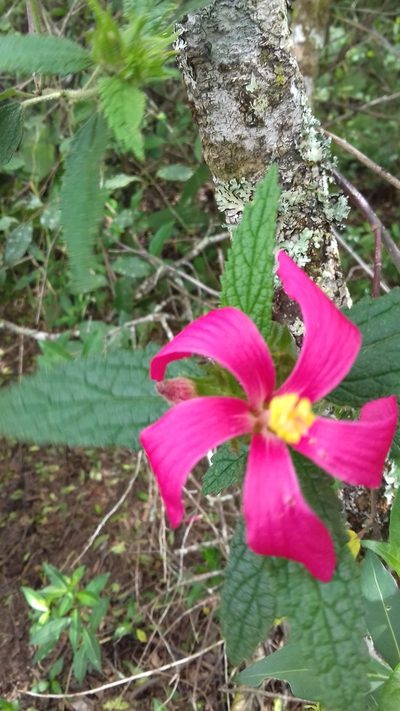 Pavonia angustipetala, photographed by Edson Luis Fabro Gasperin