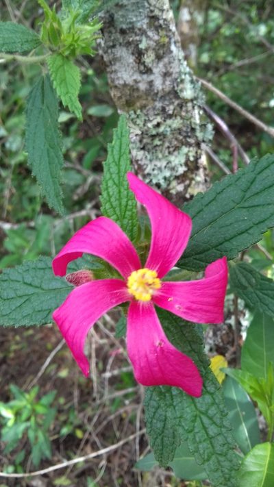 Pavonia angustipetala, photographed by Edson Luis Fabro Gasperin