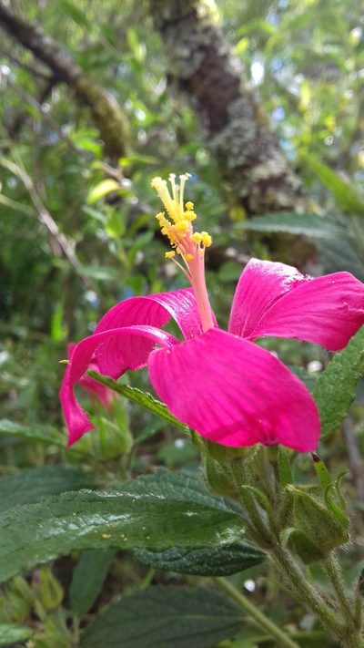 Pavonia angustipetala, photographed by Edson Luis Fabro Gasperin