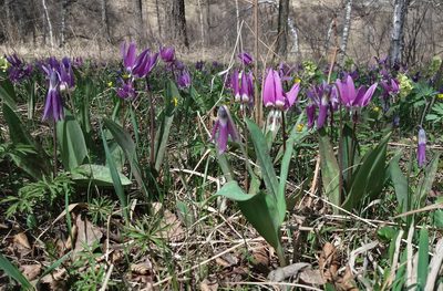 Erythronium sulevii, photographed by Nina Filippova