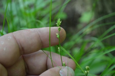 Carex radiata, photographed by Evan Barker