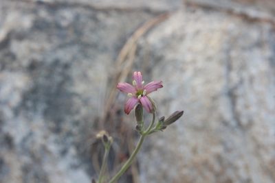 Silene verecunda, photographed by Zack Abbey