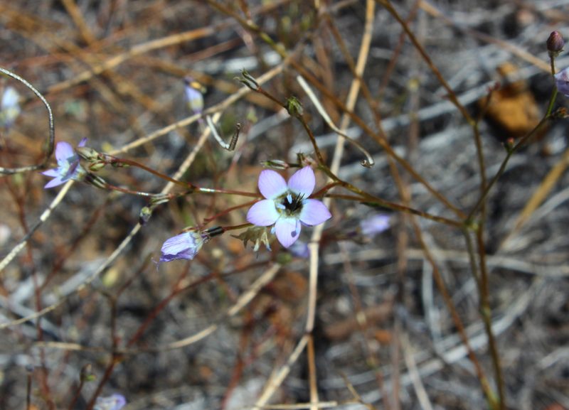 Gilia ochroleuca, photographed by Zack Abbey