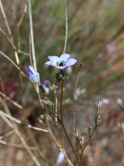 Gilia ochroleuca, photographed by Zack Abbey